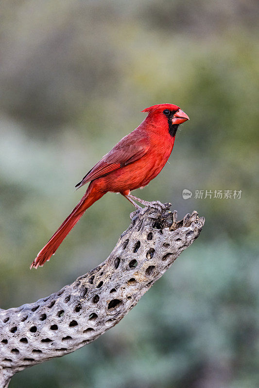北方红雀(Cardinalis Cardinalis)是红雀属的一种鸟;它也被俗称为红鸟，普通红雀，红雀，或只是红雀。索诺兰沙漠，亚利桑那州。雀形目,Cardinalidae。